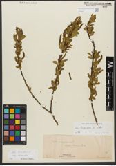 Foto von Salix triandra subsp. triandra L.